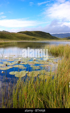 Nénuphars sur un Chlaginn Lochan, un petit loch Craignish sur la péninsule, Argyll, Scotland. L'été Banque D'Images