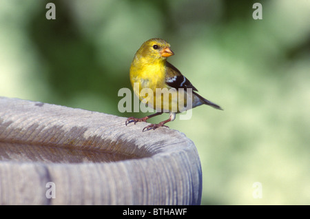 American Female Gold Finch Carduelis tristis Banque D'Images