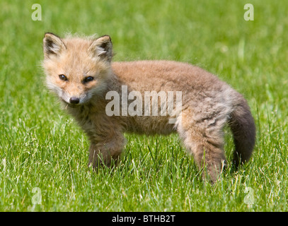 North American Baby Red Fox Banque D'Images