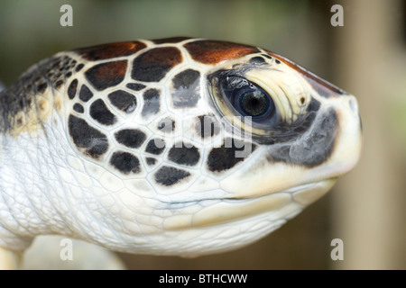 La tortue verte (Chelonia mydas). Tête, montrant l'œil et écailles sur la tête de cette espèce. Banque D'Images