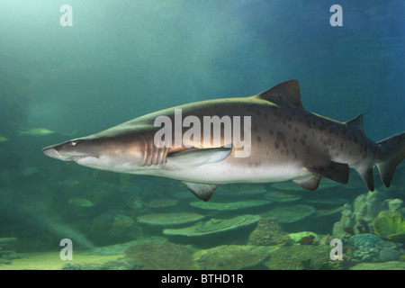 Carcharias taurus / sand tiger shark / Gris requin nourrice Banque D'Images