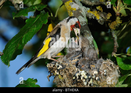 Chardonneret, Chardonneret élégant (Carduelis carduelis) Banque D'Images