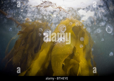 Entouré de petites méduses, bull kelp Nereocystis luetkeana, vagues, houle du Pacifique le long de la côte de Californie du nord. Banque D'Images