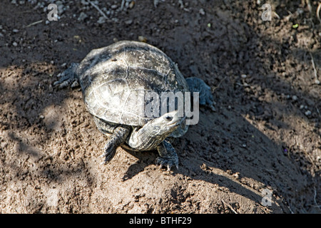 Des Mauremys rivulata (Tortue) Banque D'Images