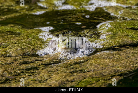 Grenouille des marais (Pelophylax ridibundus) dans l'étang de gonfler les poches de cou Banque D'Images