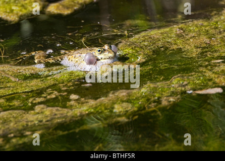 Grenouille des marais (Pelophylax ridibundus) dans l'étang de gonfler les poches de cou Banque D'Images