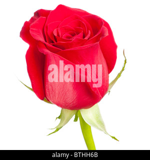 Fleur rose rouge isolé sur fond blanc Banque D'Images