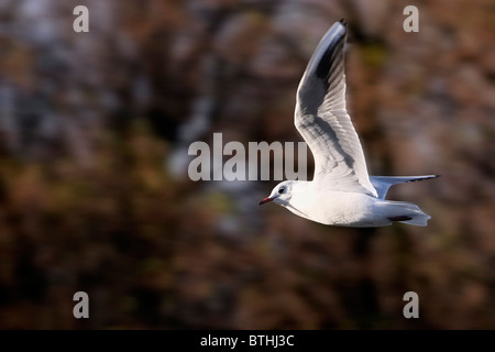 Close-up flying seagull avec arrière-plan flou par l'aide de techniques de panoramique Banque D'Images