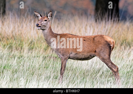 Red Deer (Cervus elaphus, seule femelle sur l'herbe, Richmond Deer Park, Londres, octobre 2010 Banque D'Images