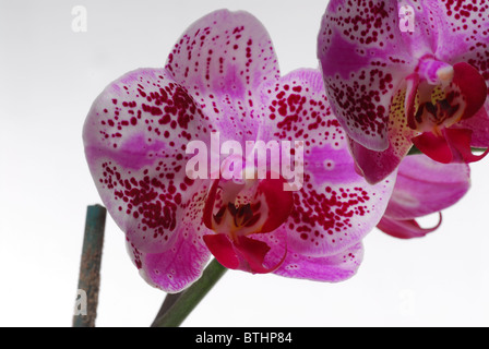 Orchidée Phaleanopsis violet sur fond blanc Banque D'Images