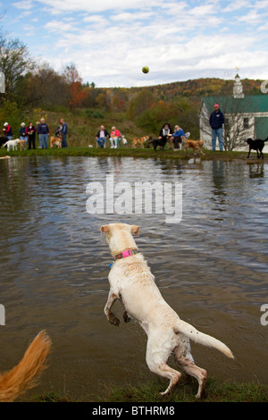 Chien de sauter dans l'eau pour aller chercher de l'ball at Dog Mountain dans le Vermont. Parc à chiens. Banque D'Images