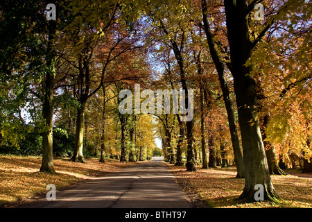 Avenue d'arbres afficher leurs couleurs automnales à l'intérieur du Camperdown Country Park à Dundee, Royaume-Uni Banque D'Images