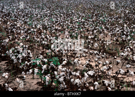 Un champ de coton en Caroline du Nord est vue en 1990 Banque D'Images