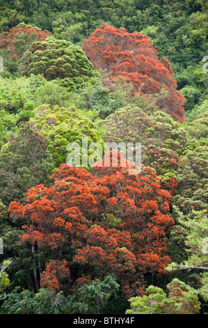 Rata,arbres,Rivière Waiho près de Franz Josef,Westland National Park, South Island, New Zealand Banque D'Images