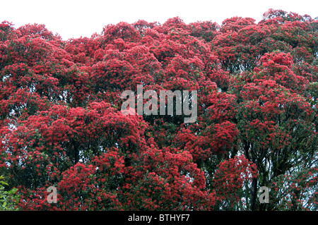 Rata,arbres,Rivière Waiho près de Franz Josef,Westland National Park, South Island, New Zealand Banque D'Images