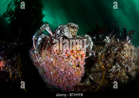 Un mouton géant, crabe Loxorhynchus grandis, est la plus grande des araignées de mer de Californie. Banque D'Images