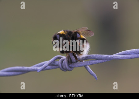 White-tailed Bumblebee Bombus lucorum embroché sur les barbelés par Pie-grièche écorcheur à Loch Funzie, Aswan en juin. Banque D'Images