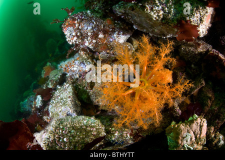 Une orange, les holothuries, Cucumaria miniata, enfonce l'un tentacule dans sa bouche dans une forêt d'algues CA. Banque D'Images