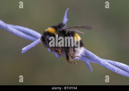 White-tailed Bumblebee Bombus lucorum embroché sur les barbelés par Pie-grièche écorcheur à Loch Funzie, Aswan en juin. Banque D'Images