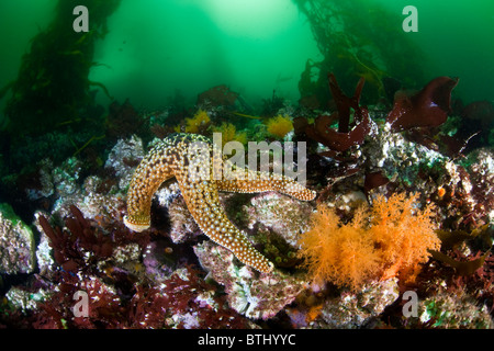 Un géant seastar, Pisaster giganteus, rampe à côté d'une paire d'orange les concombres de mer, Cucumaria miniata, en Californie. Banque D'Images