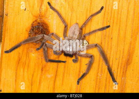 Araignée Huntsman sociale (Delena cancerides) assis sur un panneau de porte en bois Banque D'Images