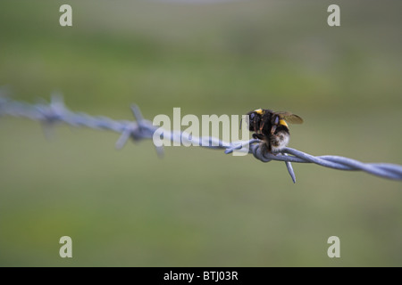 White-tailed Bumblebee Bombus lucorum embroché sur les barbelés par Pie-grièche écorcheur à Loch Funzie, Aswan en juin. Banque D'Images