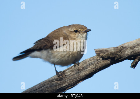 Microeca fascinans Jacky (hiver) perché sur une branche Banque D'Images