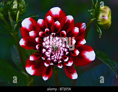 Gros plan du dahlia rouge tigre sur fond sombre Banque D'Images