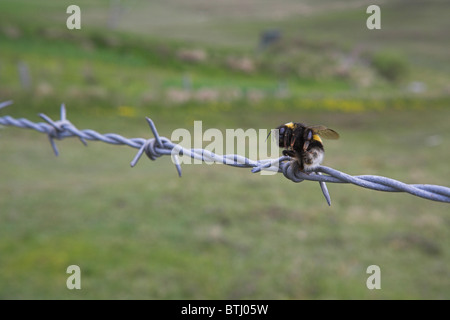 White-tailed Bumblebee Bombus lucorum embroché sur les barbelés par Pie-grièche écorcheur à Loch Funzie, Aswan en juin. Banque D'Images