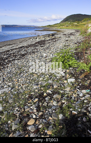 Gravelot Charadrius hiaticula nest avec quatre œufs sur la plage de la péninsule d'Ardnamurchan, seminaire Interreg Juin 2010/1, l'Ecosse en mai. Banque D'Images