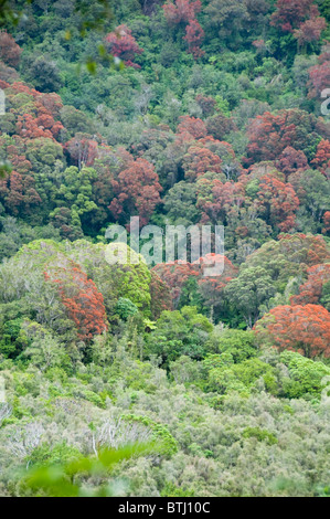 Rata,arbres,Rivière Waiho près de Franz Josef,Westland National Park, South Island, New Zealand Banque D'Images