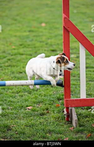 Jack Russell Terrier sautant par-dessus un obstacle dans le cadre de la formation d'agilité Banque D'Images