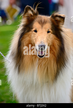 Portrait de sable et blanc poil long (Rough Collie dog) Banque D'Images