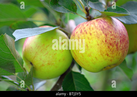 Vert Anglais eatiing les pommes mûres, avec un fard rouge, poussant sur un arbre Banque D'Images