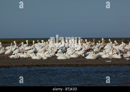 Great white pelicans roost sur une petite île dans la Laguna Madre près de Port Mansfield sur la Basse-Côte du Golfe du Texas Banque D'Images