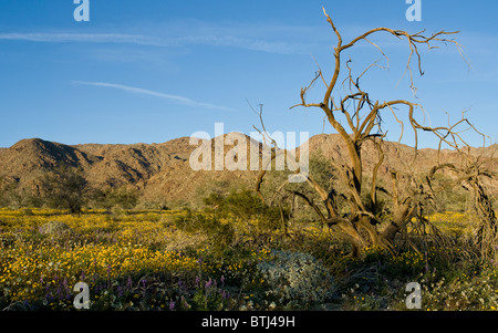 Fleurs sauvages et d'arbustes secs dans le désert californien en dehors de Joshua Tree National Park Banque D'Images