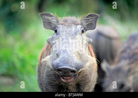 Phacochère commun (Phacochoerus africanus), Parc national Queen Elizabeth, en Ouganda, en Afrique de l'Est Banque D'Images