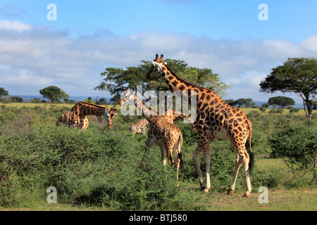 Girafe (Giraffa camelopardalis), Murchison Falls national park, l'Ouganda, l'Afrique de l'Est Banque D'Images