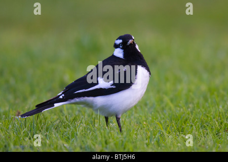 (Magpie-Lark Grallina cyanoleuca) sur une pelouse Banque D'Images