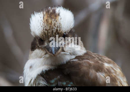 Tête portrait d'un Kookaburra Dacelo novaeguineae (rire) Banque D'Images