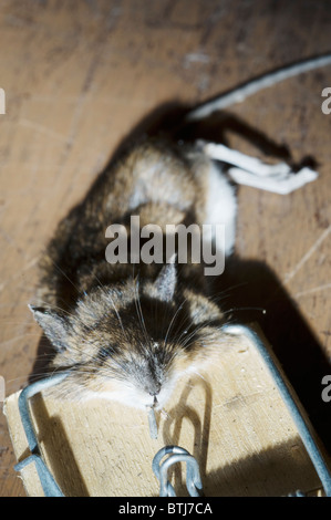 Souris morte attrapée dans un piège à souris traditionnel en bois sur un plancher d'atelier, illustrant la lutte contre les parasites, les problèmes d'infestation et la prévention des rongeurs Banque D'Images