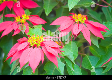 Le poinsettia ou Euphorbia pulcherrima croître comme une plante de jardin en Espagne Banque D'Images