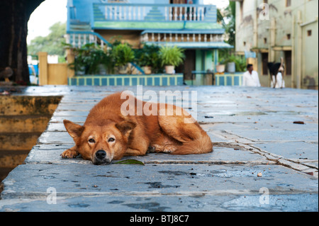 Chien couché dans une rue. Puttaparthi, Andhra Pradesh, Inde Banque D'Images