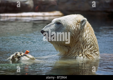 Un ours polaire (Ursus maritimus) dans une piscine à la ZOO DE SAN DIEGO - Californie Banque D'Images
