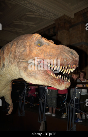 T. Rex animatronique géant modèle, Natural History Museum, Londres, Angleterre, Royaume-Uni Banque D'Images