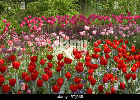 Les tulipes, le parc de St James, Londres, Angleterre, Royaume-Uni Banque D'Images