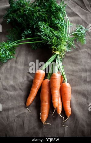 Botte de carottes biologiques sur un tissu backround Banque D'Images