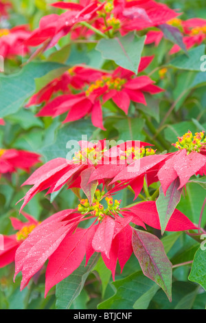 Le poinsettia ou Euphorbia pulcherrima croître comme une plante de jardin en Espagne Banque D'Images