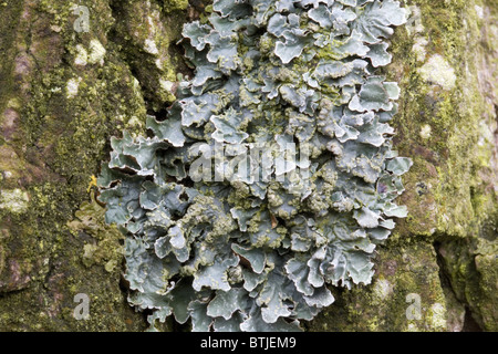 Parmelia sulcata de lichens sur le tronc d'un arbre, Alblasserdam, South-Holland, Pays-Bas Banque D'Images