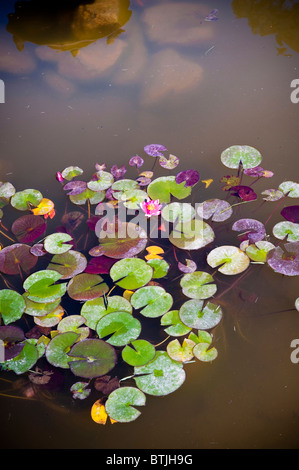 De l'eau sur l'eau étang lilys Banque D'Images